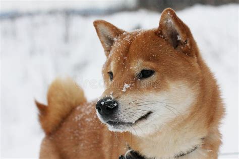 Shiba Inu Dog Playing In The Snow Stock Photo Image Of Exploring