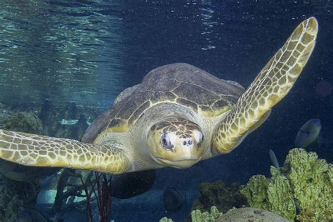Aquarium Of The Pacific Coral Reefs Our Animals