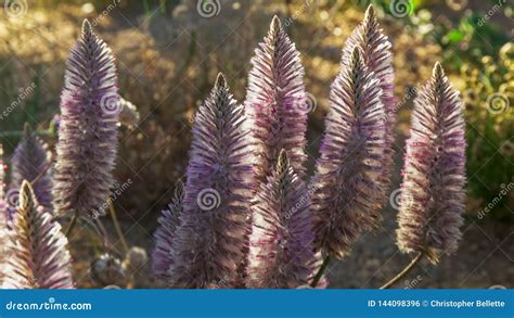 Back Lit Pink Mulla Mulla Flowers Growing In Perth`s Kings Park Stock