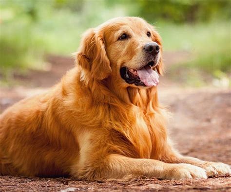 The Golden Retriever Unveiling The Golden Charm Of A Loyal Companion