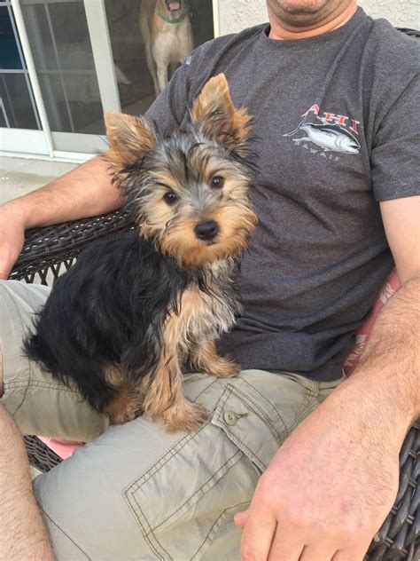 Yorkshire Terrier Puppies For Sale Simi Valley Ca 244878