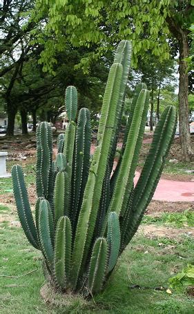 Now, there has been a lot of talk about how the protagonist has been to the future and seen the evil. Peruvian Apple Cactus | Project Noah