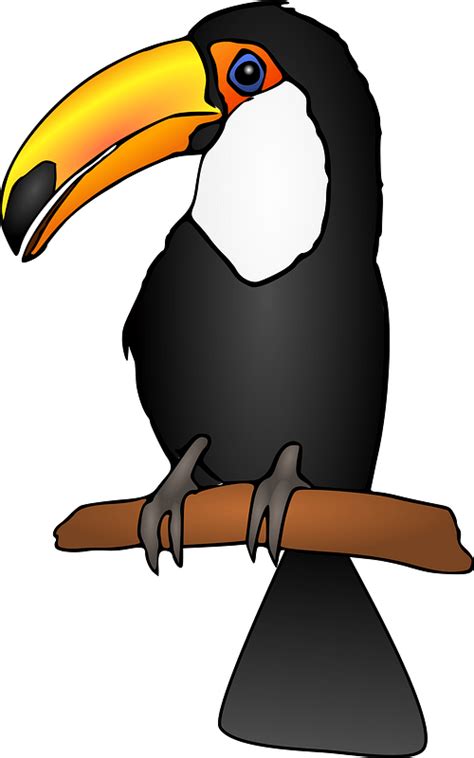 Black Toucan Clipart Free Download Transparent Png Creazilla