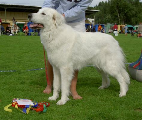 √ White Mountain Dog Breeds Popular Century