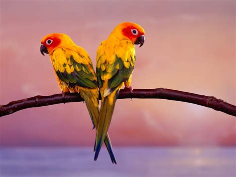 Lovely Small Birds Wallpapers Entertainment Only