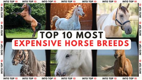Top 10 Most Expensive Horse Breeds In 2022