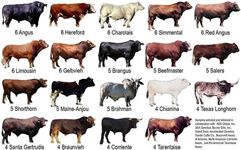 Common Breeds Of Beef And Dairy Cows Poster 40 Inch X 24