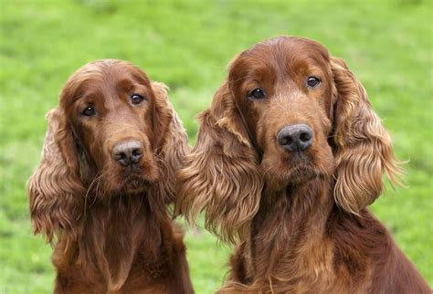 75 Male Names For Irish Setter Dogs My Pets