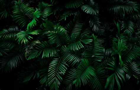 Fern Leaves On Dark Background In Jungle Dense Dark Green Fern Leaves