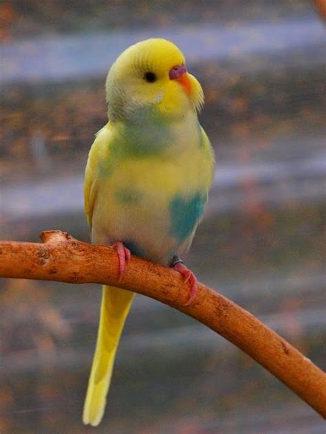 Beautiful Pastel Parakeet Pet Birds Budgies Bird Cute Birds