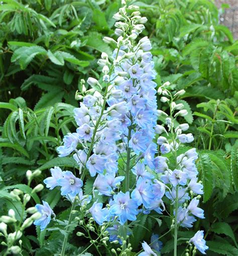 The two types of pollination are: Delphinium | Fresh flowers catalog | Flora Export S.G ...