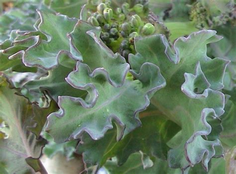 Sea Kale Waxy Leaves