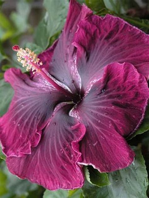 Cajun Hibiscus Black Dragon Plant Artofit