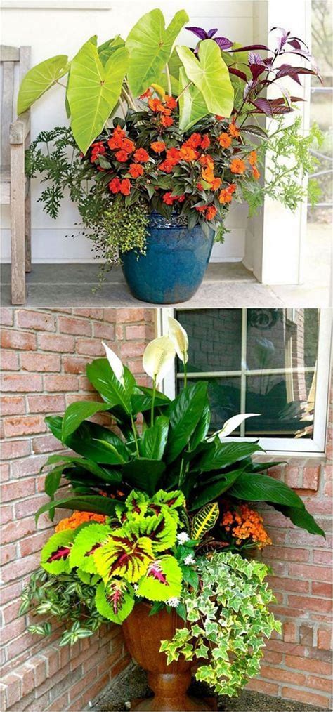 List Of Plants For Patios In The Shade With New Ideas Home Decorating