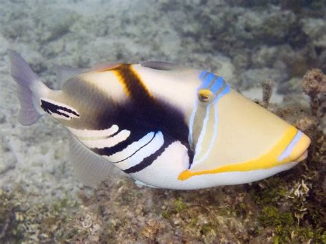 Humu Picasso Triggerfish For The Fishes