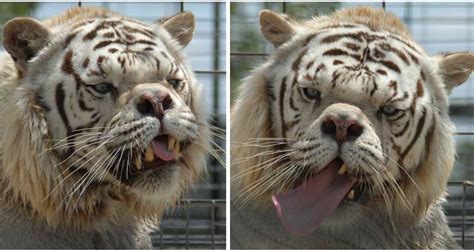 Meet Kenny The Inbred White Tiger With Down Syndrome