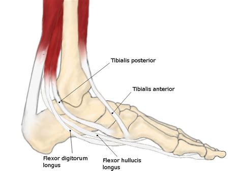 Understanding the structure of the foot is best done by looking at a. Posterior Tibial Tendon Dysfunction - Somastruct | Ankle ...
