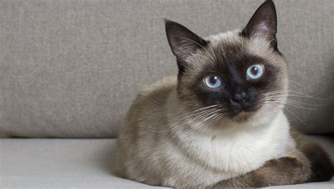 29 Fun Facts You Didnt Know About Siamese Cats