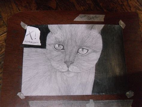 Dibujo A Lapiz De Un Gato Taringa