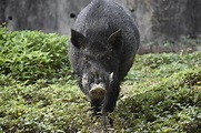 台灣野豬(台灣特有種) - 就愛大自然-- - udn部落格