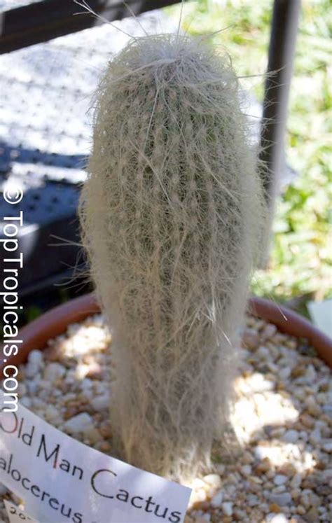 Cephalocereus Senilis Old Man Cactus