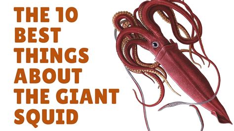 The Giant Squid Facts Squid Facts Youtube