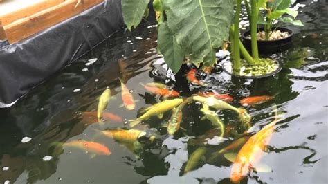Putting in a koi pond yourself can be a worthwhile endeavor, especially when you're considering the costs involved. DIY koi pond - YouTube