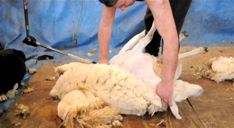 Sheep Shearing Demonstration Youtube