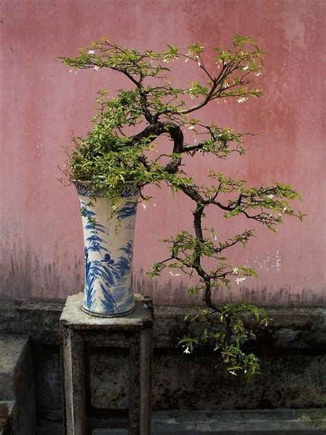 One Of The Most Famous Bonsai Trees That Belongs To The Collection Of