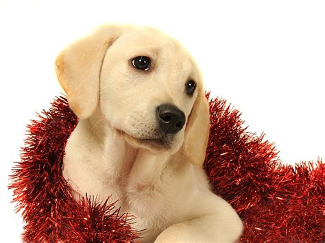 The Perfect Puppy Dog Eyes Cute Pictures Of Christmas
