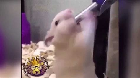Deep Throating Hamster Youtube