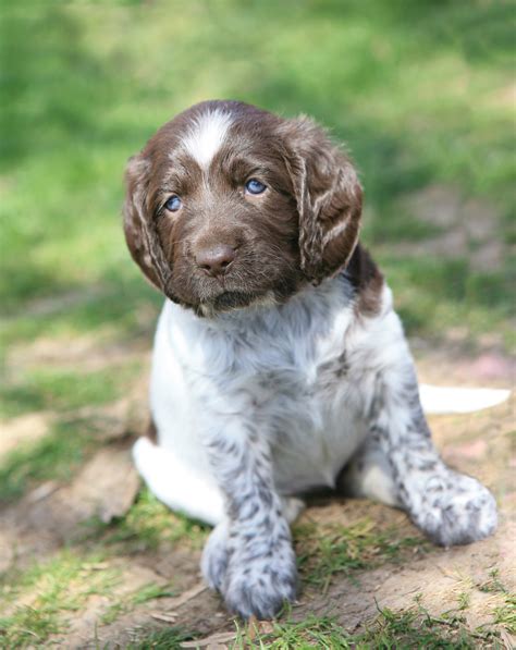 German Shorthaired Pointer Puppy Photo And Wallpaper Beautiful German