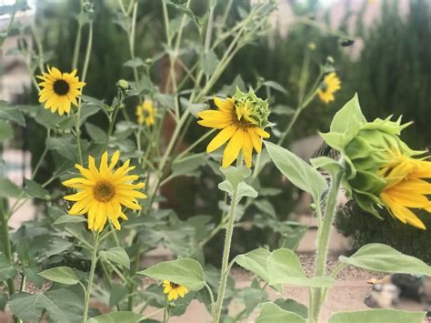 Growing Sunflowers From Seeds Outdoors