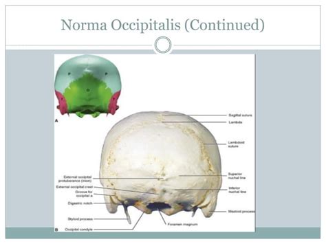Anatomy Head And Neck Norma Occipitalis Pptx