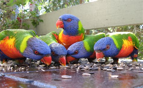 Rainbow Lorikeets A Flock Of Young Rainbow Lorikeets On Th Flickr