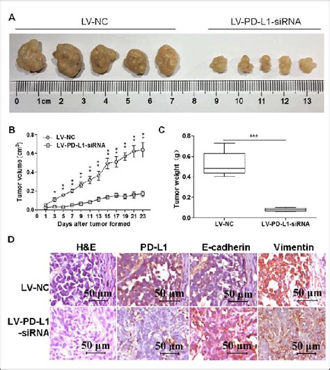Knockdown Of Pd L Expression Inhibits The Tumor Growth In The