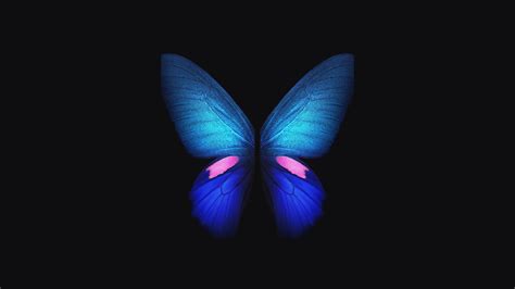 Butterfly 4k Wallpapers Top Free Butterfly 4k Backgrounds