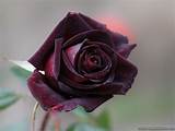 Black Rose Flower Images Images