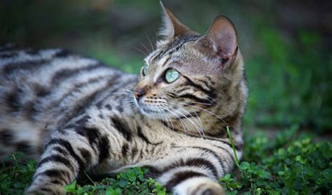 In this article, we're going to be more specific about what makes bengals different to the other cats we've mentioned. Bengal Cat Breed Information