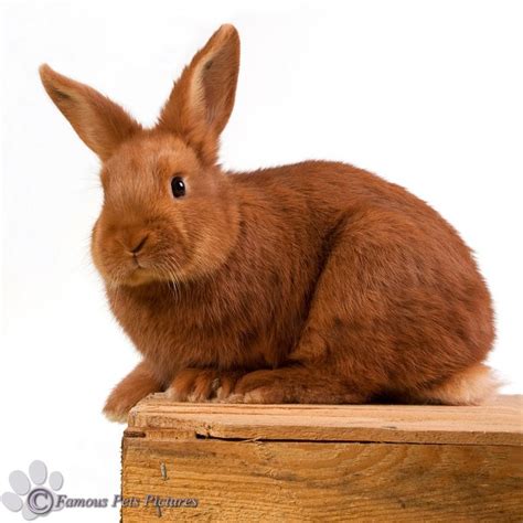 Lovely Brown Bunny Rabbits Kaniner Pinterest