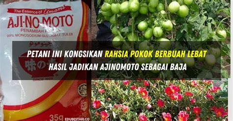 Sama ada baja anggrek komersil dalam bentuk granulasi atau cecair, atau baja. Petani Ini Kongsikan Rahsia Pokok Berbuah Lebat Hasil ...