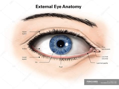 Human Eye With Labels — Retina Human Organ Stock Photo 173517144