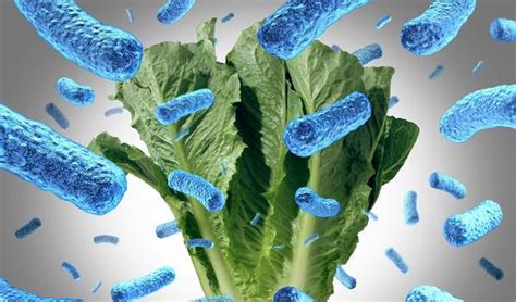 A microbial biorealm page on the genus escherichia coli. E. coli-infecties: van mild tot ernstig | gezondheid.be
