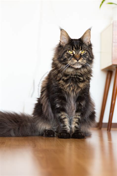 She's now 6 yrs old in people years. Maine Coon Kittens For Sale Cleveland Ohio