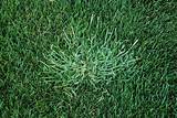Photos of Best Crabgrass Pre Emergent To Use