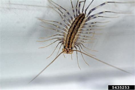 House Centipede Scutigera Coleoptrata Scutigeromorpha Scutigeridae
