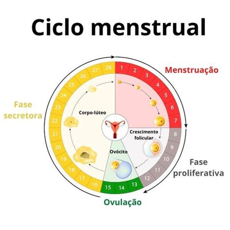 Etapas Del Ciclo Menstrual Images And Photos Finder Porn Sex Picture