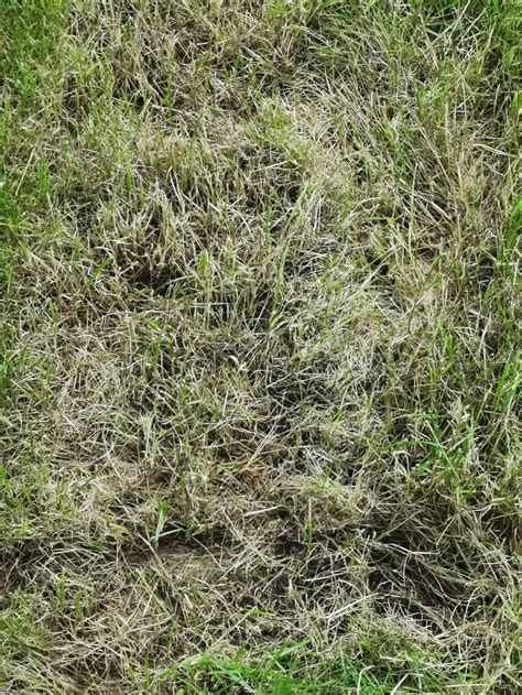 Help Whats Wrong With My Lawn — Bbc Gardeners World Magazine