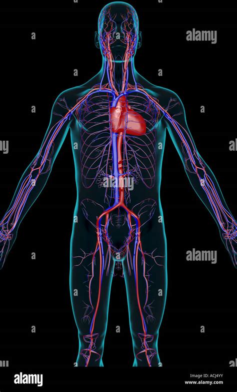The Blood Supply Of The Upper Body Stock Photo Alamy