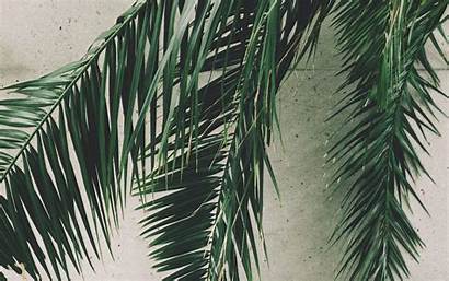 Palm Branches Leaves Widescreen